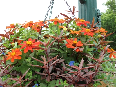 Flowers pots on square resized